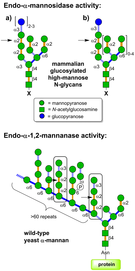 Glycoside Hydrolase Family 99 - CAZypedia