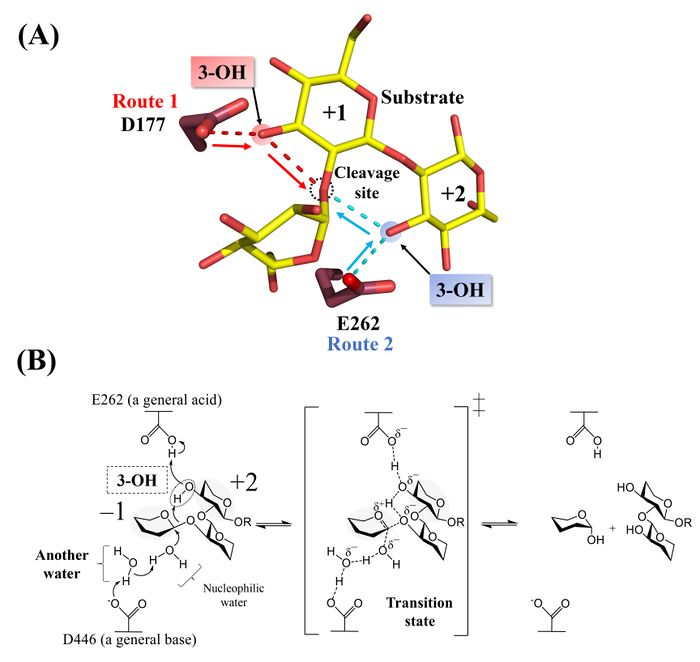 Glycoside Hydrolase Family 162 - CAZypedia