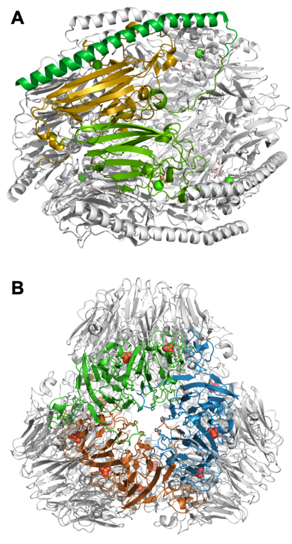 Glycoside Hydrolase Family 172 - CAZypedia