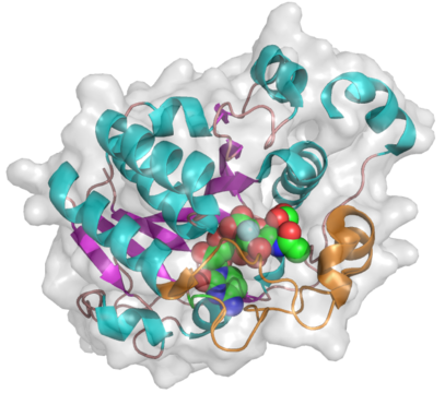 Glycosyltransferase Family 42 - CAZypedia