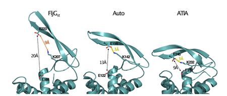 Glycoside Hydrolase Family 73 - CAZypedia