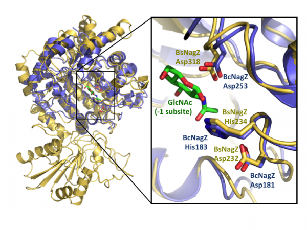 Glycoside Hydrolase Family 3 - CAZypedia