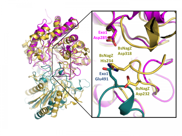 Glycoside Hydrolase Family 3 - CAZypedia