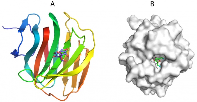 Carbohydrate Binding Module Family 66 - CAZypedia