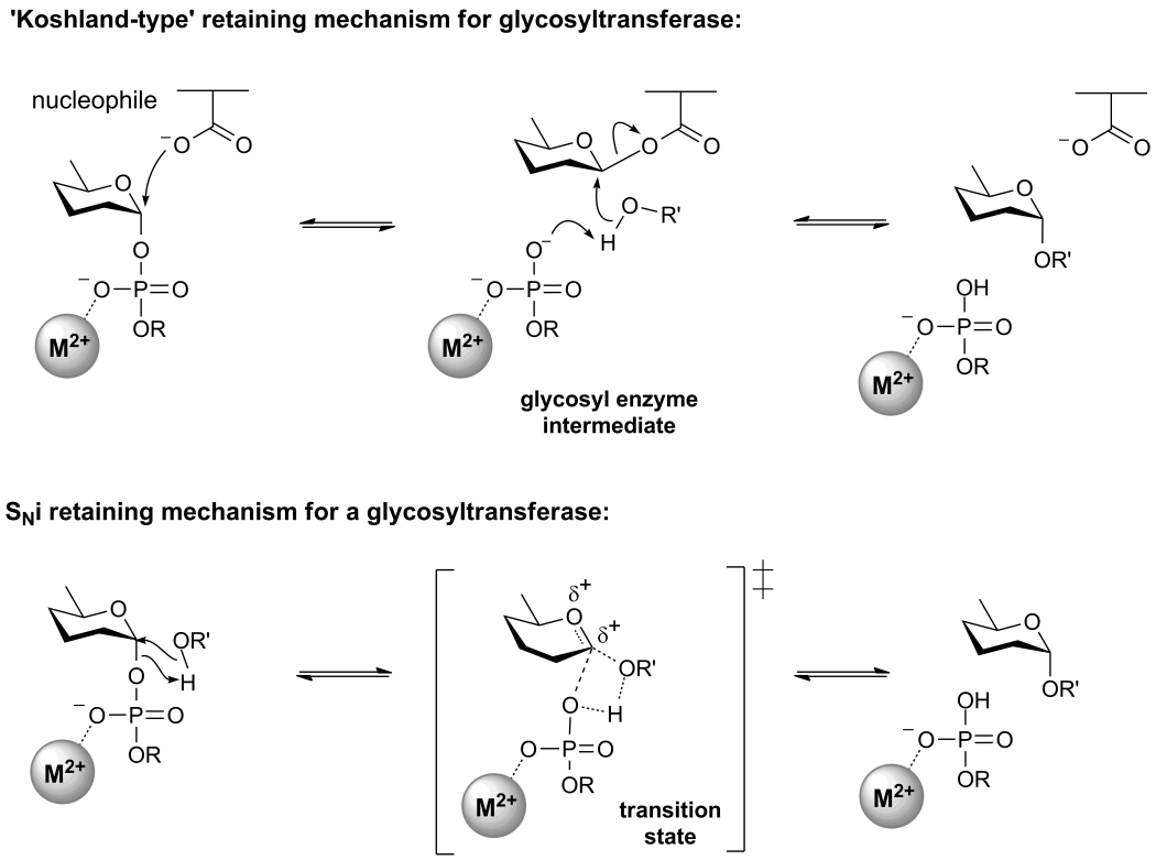 Glycosyltransferases - CAZypedia